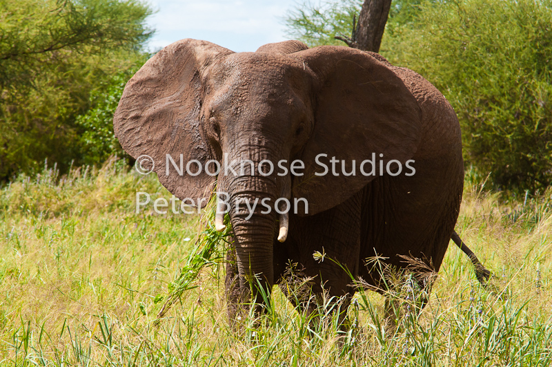 African Elephants  01